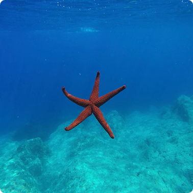 plongée avec tuba et exploration